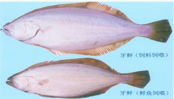 2.jpg 水产养殖饲料研制